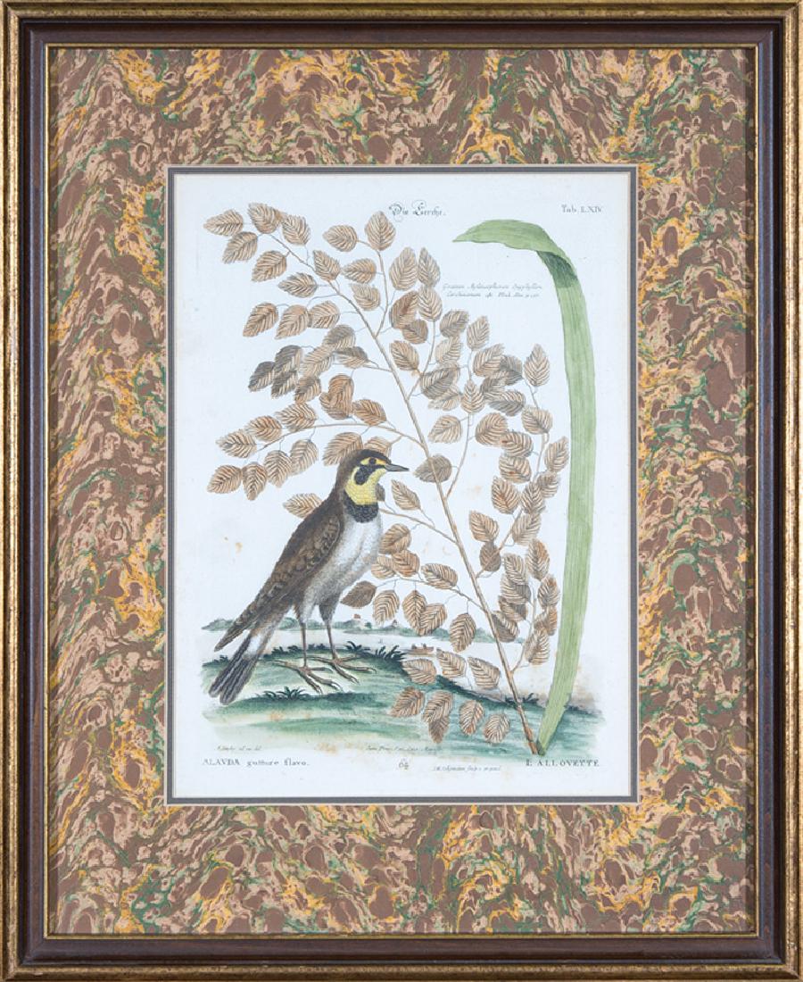 After Mark Catesby (British, 1683-1749): After Mark Catesby (British, 1683-1749), "The Lark", 1749, hand-colored engraving, engraved and published by Johann Michael Seligmann (German, 1720-1762), from Collection of Various Foreign and Little