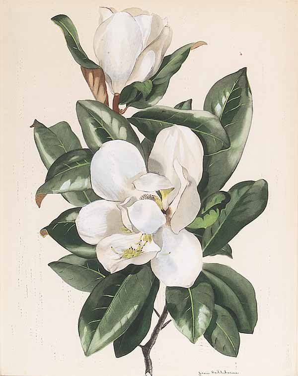 1223: Jean Rathborne, watercolor - Apr 15, 2007 | Neal Auction Company ...