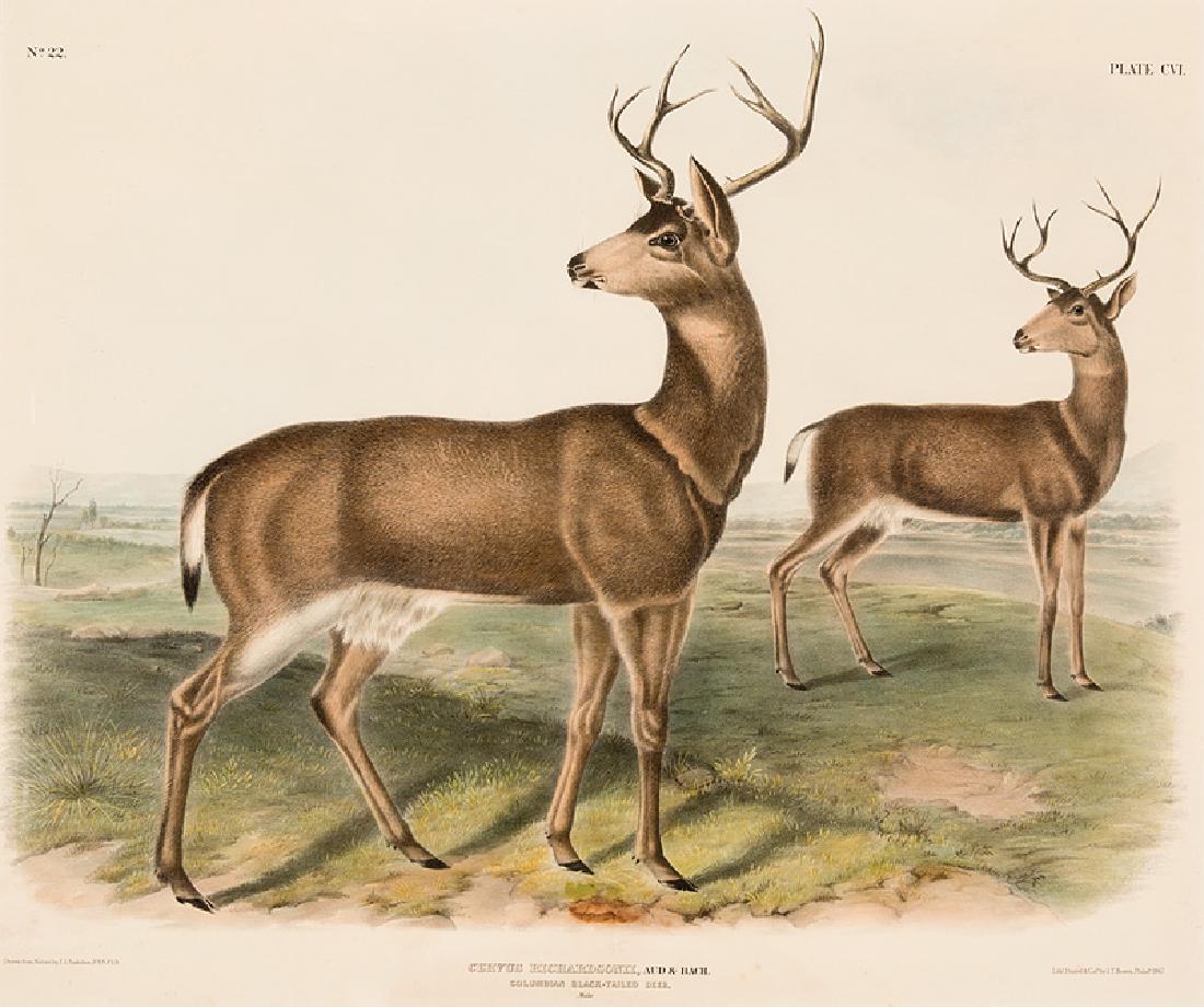 John James Audubon (American, 1785-1851): John James Audubon (American, 1785-1851), "Columbian Black Tailed Deer", hand-colored engraving, No. 22, plate CVI, from The Viviparous Quadrupeds of North America, by J.T. Bowen, 21 in. x 25 1/2 in.,