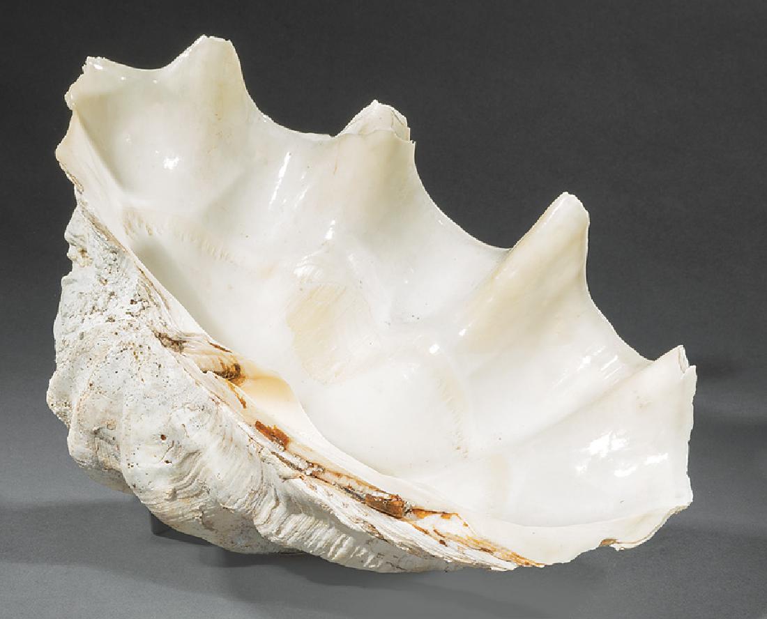 Giant Clam Shell: Giant Clam Shell, Tridacna Giga, probably South Pacific, four vertical folds, l. 21 1/4 in