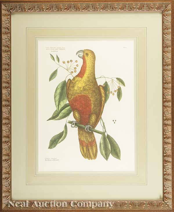 After Mark Catesby, four colored reproductions: After Mark Catesby (English, 1679-1749) , four colored reproductions of birds, sight 17 in. x 11 1/2 in. and the reverse, attractively matted and framed * NO RETURNS ARE ACCEPTED ON THE BASIS OF CONDI