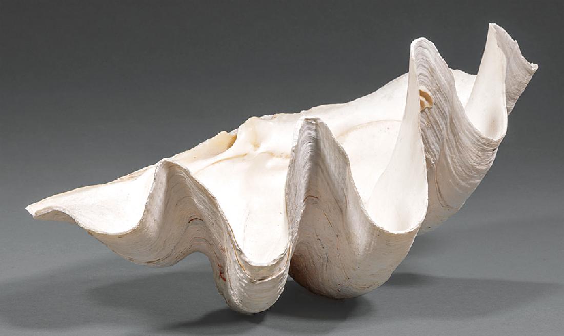 Clam Shell: Small Clam Shell, probably South Pacific, h. 7 in., w. 17 in., d. 10 in