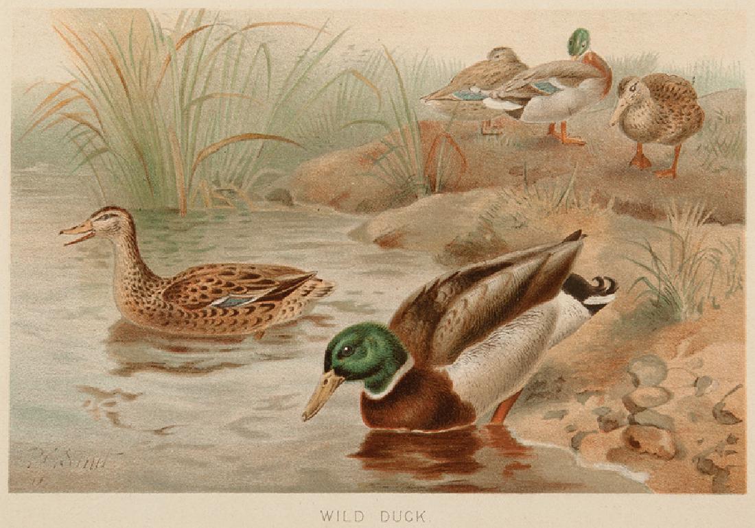 Selmar Hess Publishing, 2 Illustrated Lithographs (1 of 2)