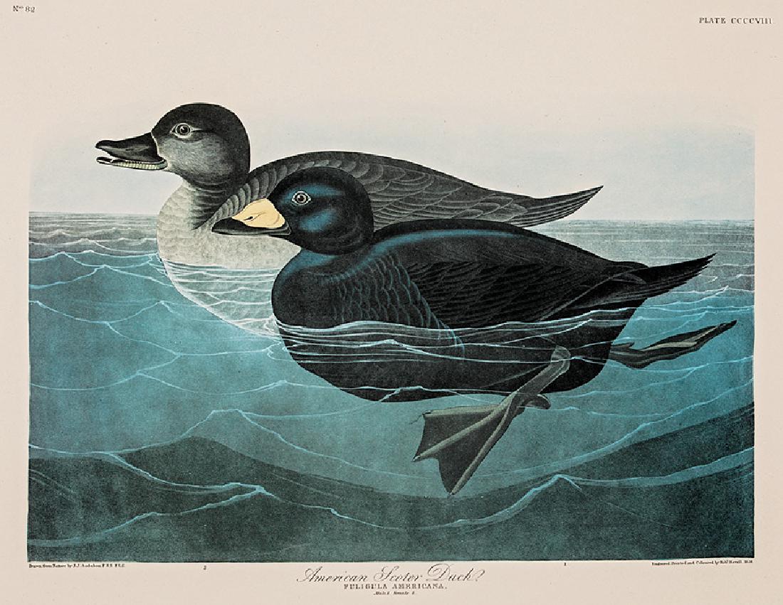After John James Audubon (American, 1785-1851) (1 of 1)