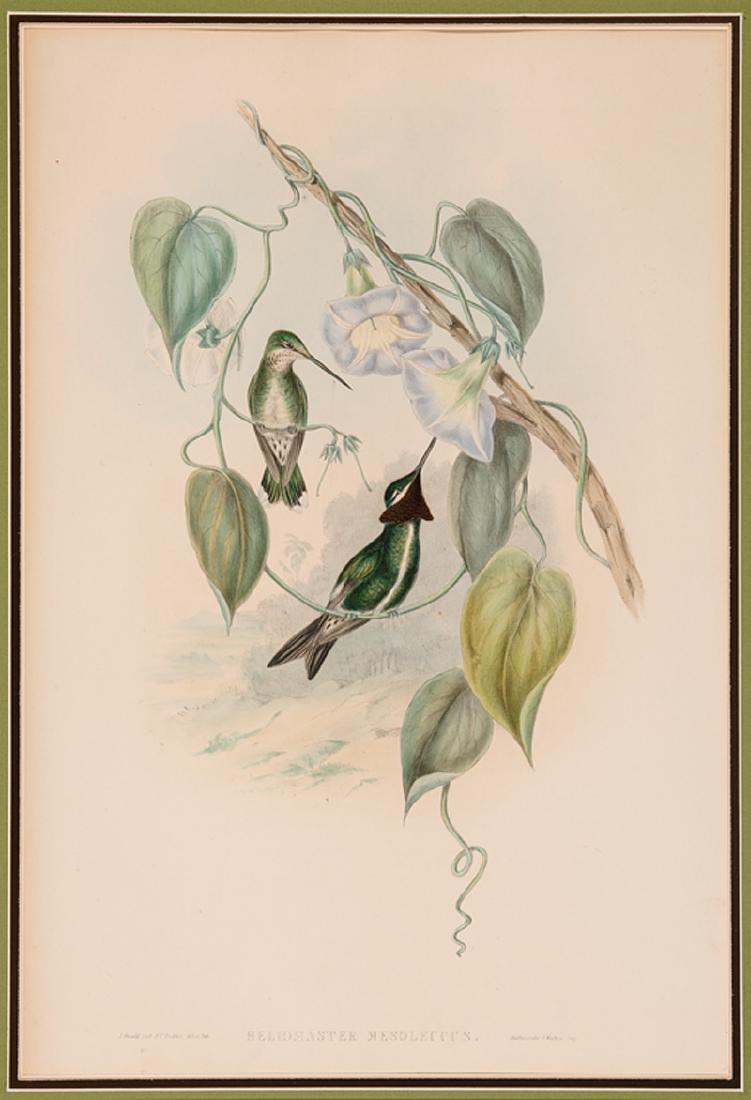John Gould (British, 1804-1881) (1 of 2)