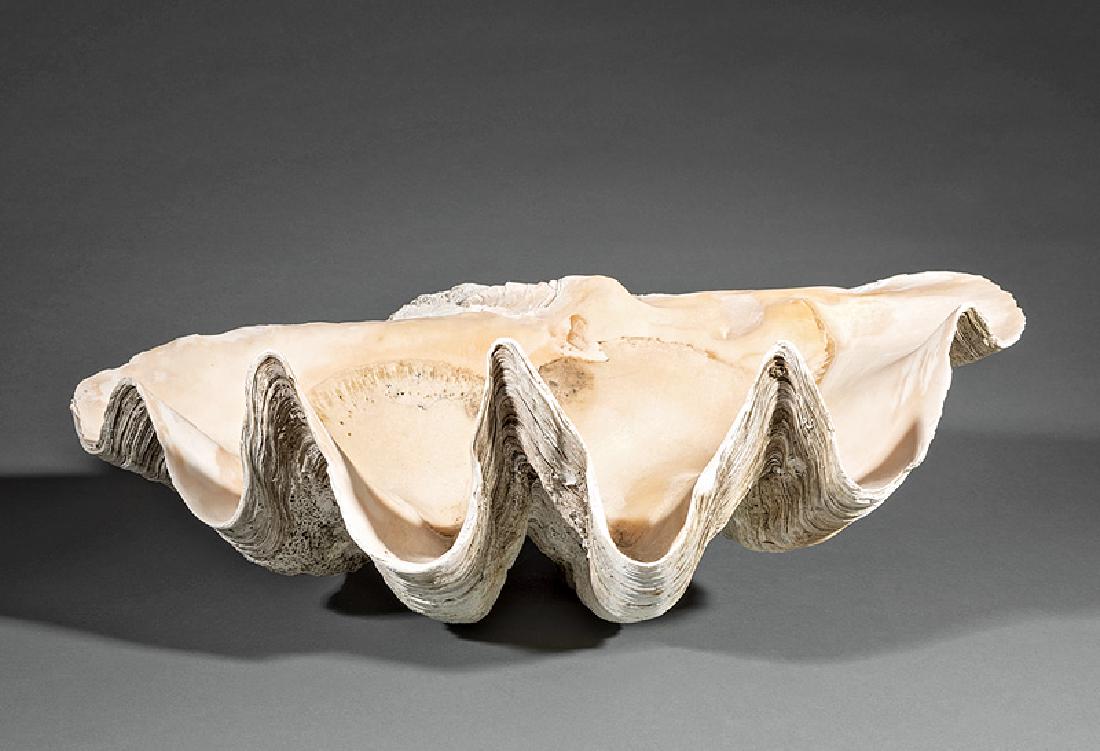 Giant Clam Shell Tridacna Giga Jun 23 19 Neal Auction Company In La