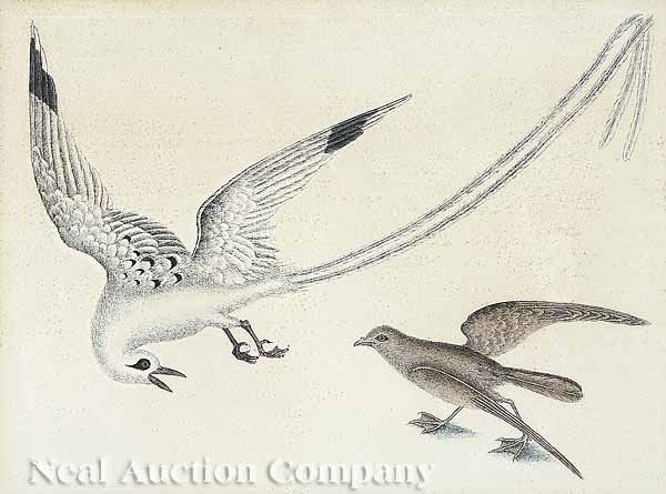 After Mark Catesby (English/American, 1683-1749): After Mark Catesby (English/American, 1683-1749 , "Tropick-bird", shown with a storm-petrel, hand-colored engraving, "Plate # 14" lower left, sight 11 in. x 14 3/4 in., matted and framed * NO RETURNS