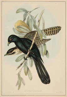 John Gould (British, 1804-1881): John Gould (British, 1804-1881) , "Eudynamys Flindersii" and "Oxylophus Glandrius", 2 hand-colored lithographs, illustrated by Elizabeth Gould (British, 1804-1841), from Birds of Australia, sheets 21