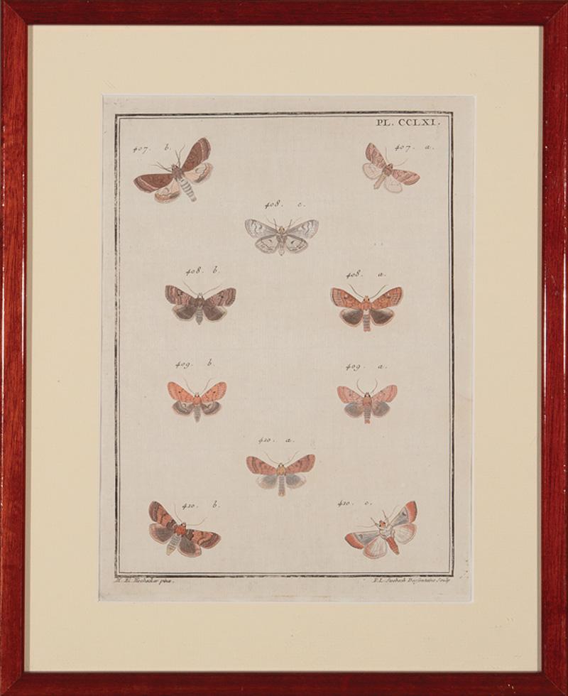 Six Prints of Butterflies (1 of 6)