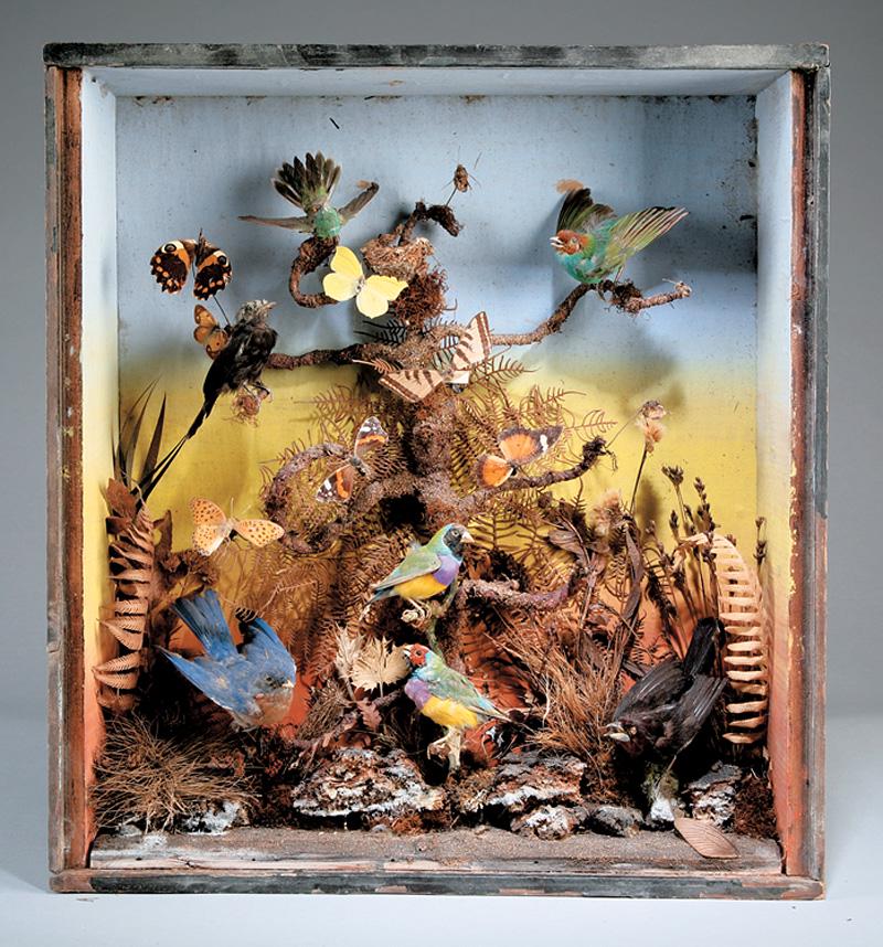 Taxidermy Bird and Butterfly Diorama (1 of 1)