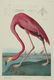 After John James Audubon (American)