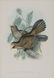 John Gould (British, 1804-1881)