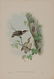 John Gould (British, 1804-1881) - 2