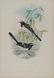 John Gould (British, 1804-1881) - 3