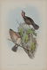 John Gould (British, 1804-1881) - 4