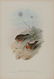 John Gould (British, 1804-1881)