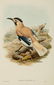 John Gould (British, 1804-1881)