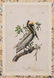 John James Audubon (American, 1785-1851)