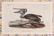 John James Audubon (American, 1785-1851) - 2