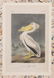 John James Audubon (American, 1785-1851) - 3