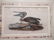 John James Audubon (American, 1785-1851) - 7