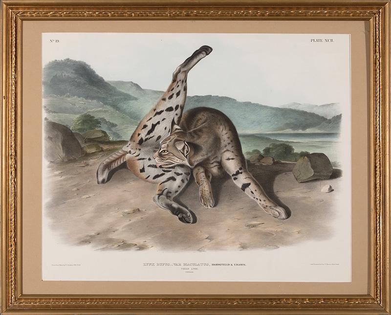 John James Audubon (American, 1785-1851): John James Audubon (American, 1785-1851) , "Texan Lynx", hand-colored lithograph, Plate 92, from The Viviparous Quadrupeds of North America, Bowen edition, sheet 20 7/8 in. x 26 1/2 in., framed . Prov