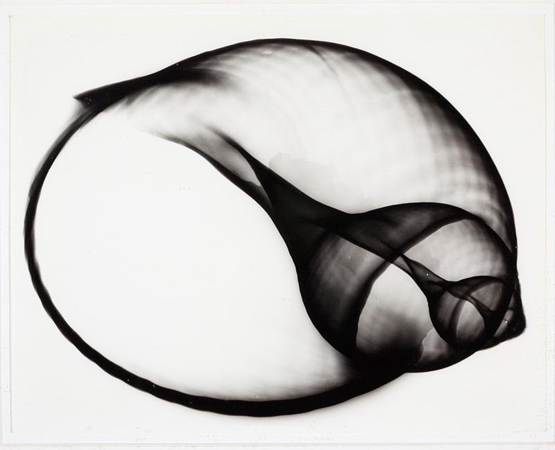 Bert Myers (American/New Orleans, 20th c.): Bert Myers (American/New Orleans, 20th c.) , "Nautilus Shell", x-ray black and white photograph, unsigned, 11 in. x 14 in., framed . Condition Report: Overall good condition; surface dirt; scattered s