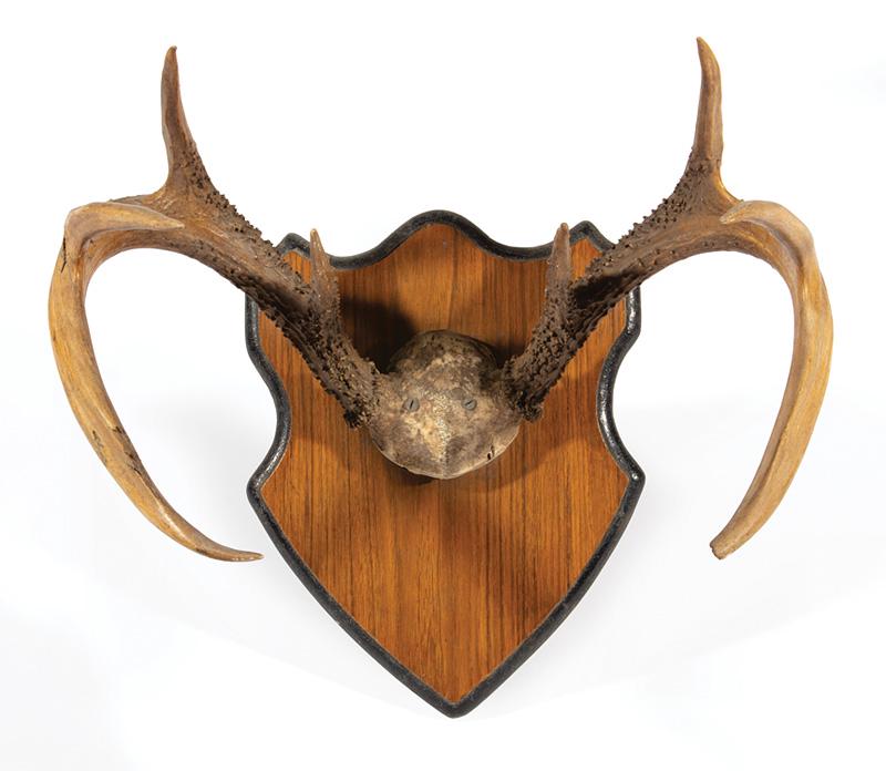 Eight-Point Deer Rack: Eight-Point Deer Rack , mounted on wood plaque, h. 14 in., w. 18 in IMPORTANT: All purchases must be removed from our premises within 15 days of the auction. Any items not picked up or remaining at th