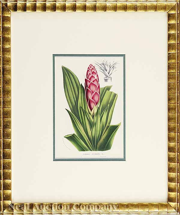 Louis Van Houtte, eight Lithographs  - 2