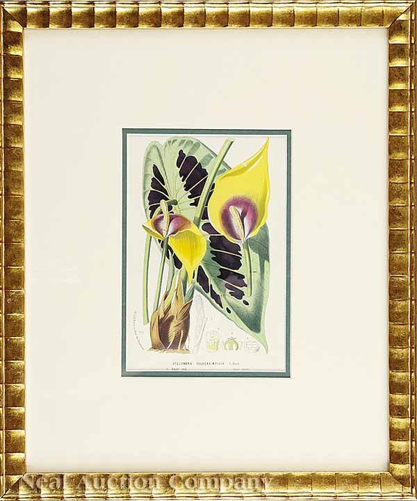 Louis Van Houtte, eight Lithographs  - 3