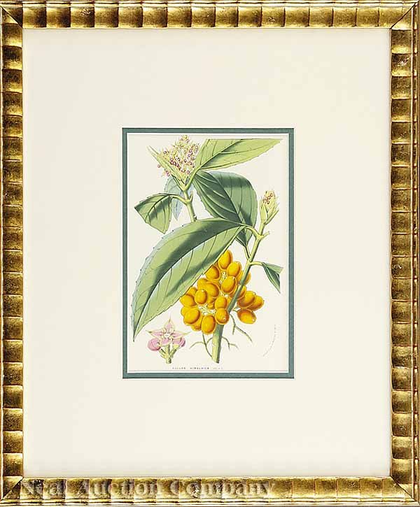 Louis Van Houtte, eight Lithographs  - 4