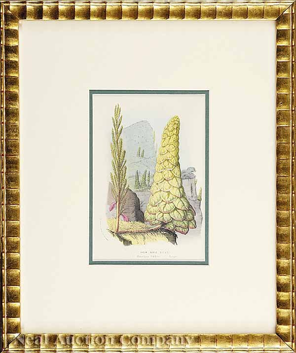 Louis Van Houtte, eight Lithographs  - 5