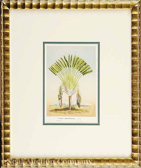 Louis Van Houtte, eight Lithographs  - 6