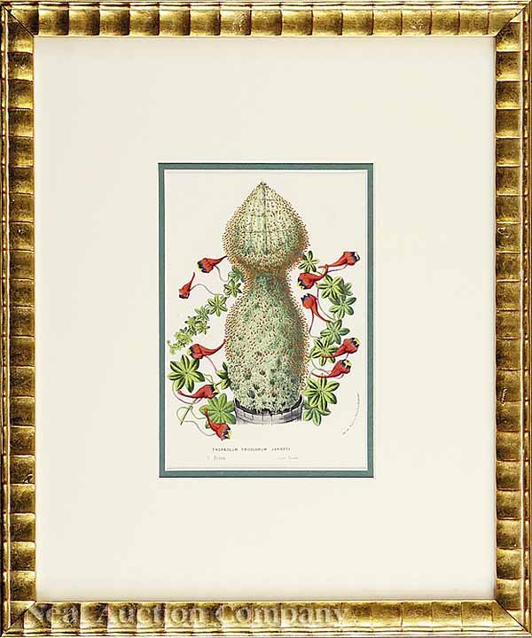 Louis Van Houtte, eight Lithographs  - 7