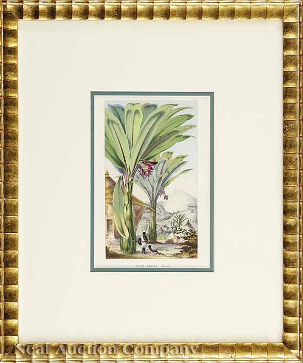 Louis Van Houtte, eight Lithographs  - 8