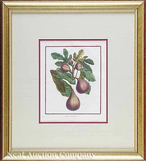 Duhamel du Monceau Eight Engravings of Fruits - 4