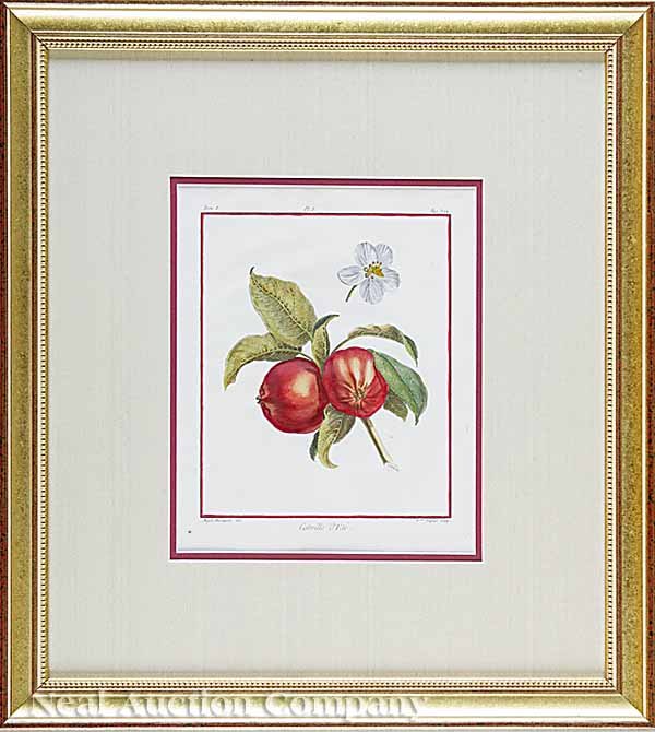Duhamel du Monceau Eight Engravings of Fruits - 6