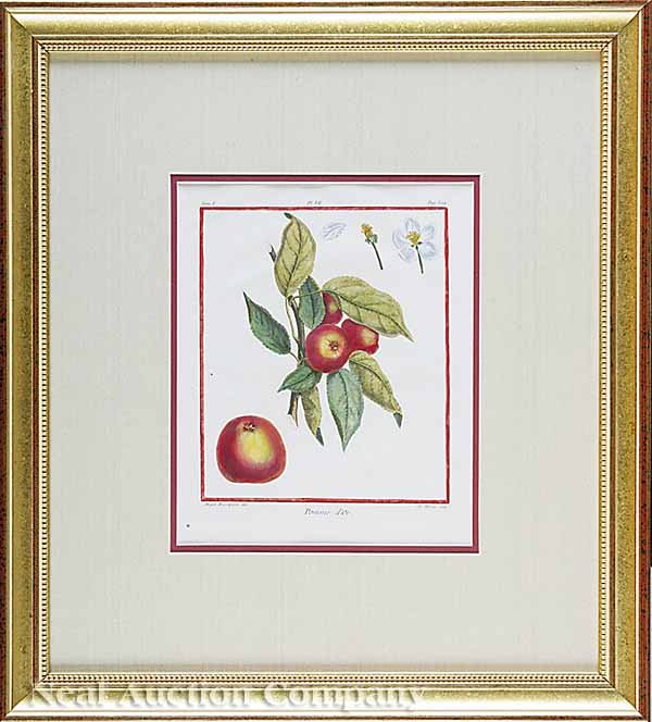 Duhamel du Monceau Eight Engravings of Fruits - 7