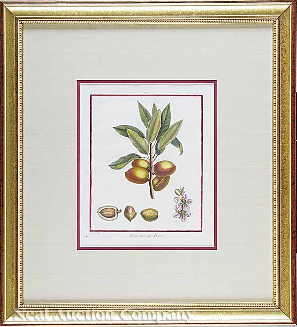 Duhamel du Monceau Eight Engravings of Fruits - 8