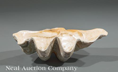 Giant Clam Shell (1 of 1)