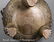 Chinese Patinated Bronze Covered Tripod Censer - 4