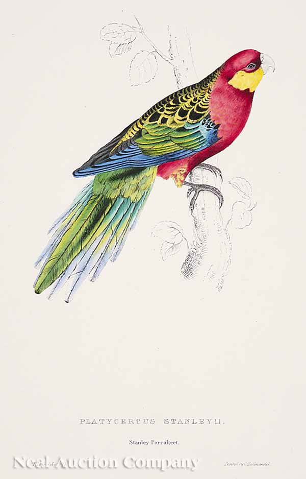 Edward Lear (British, 1812-1888): Edward Lear (British, 1812-1888), "Platycercus Stanley II (Stanley Parakeet)", hand-colored lithograph, pub. by C. Hullmandel, sheet 21 1/2 in. x 14 1/2 in * NO RETURNS ARE ACCEPTED ON THE BASIS OF CO
