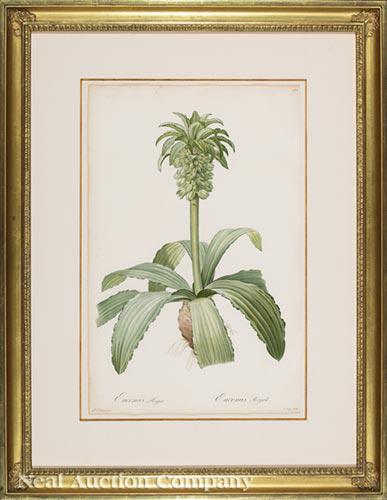 Pierre-Joseph Redouté (Belgian, 1759-1840) (1 of 16)