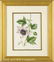 0062: Eight Antique Hand-Colored Engravings of Flowers - 2