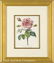 0062: Eight Antique Hand-Colored Engravings of Flowers - 5