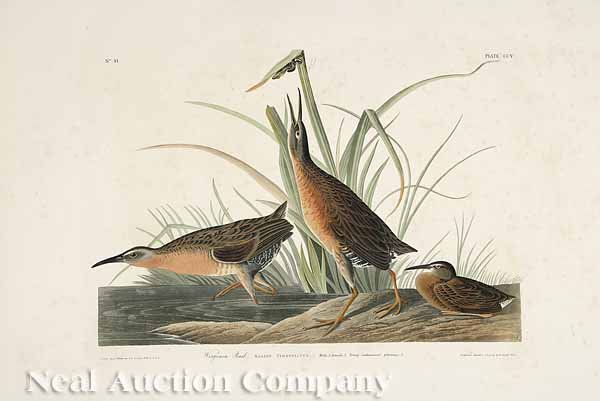 After John James Audubon (American, 1785-1851): After John James Audubon (American, 1785-1851), "Virginia Rail", No. 41, plate CCV, from Birds of America, hand-colored engraving, Havell edition, the elephant folio paper watermarked "J. Whatman/ 183