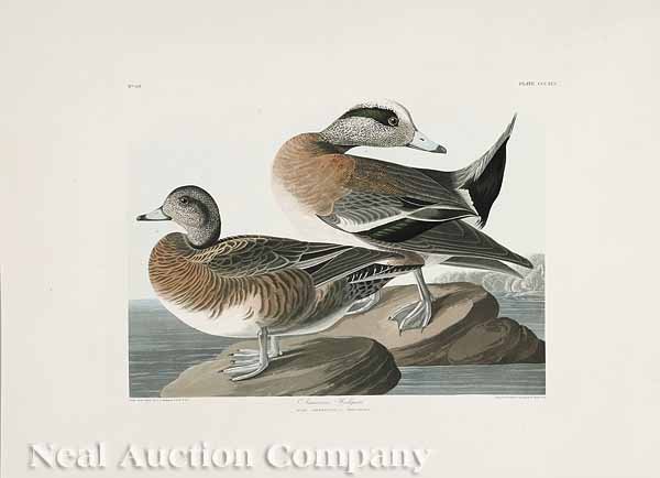 After John James Audubon (American, 1785-1851): After John James Audubon (American, 1785-1851), "American Widgeon", No. 69, plate CCCXLV, from Birds of America, hand-colored engraving, Havell edition, the elephant folio paper watermarked "J. Whatma