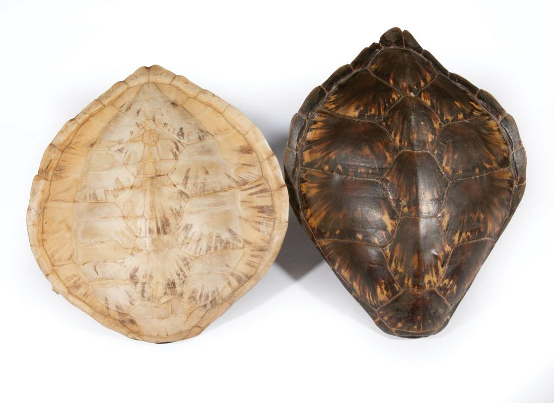 Two Decorative Tortoise Carapaces (1 of 2)