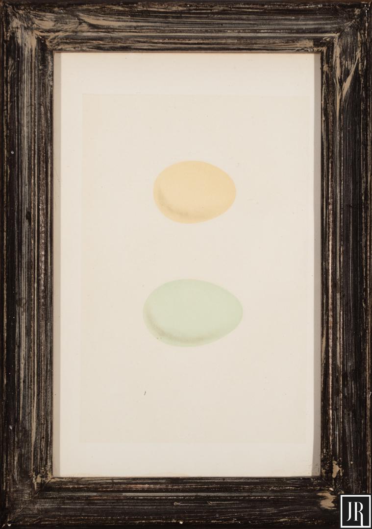 Antique Prints of Bird Eggs: Antique Prints of Bird Eggs , 6 lithographs, incl. 5 from Natural History of the Nests & Eggs of British Birds by Francis Orpen Morris, sights 8 1/2 in. x 5 1/2 in. to 9 5/8 in. x 6 in., all framed. (