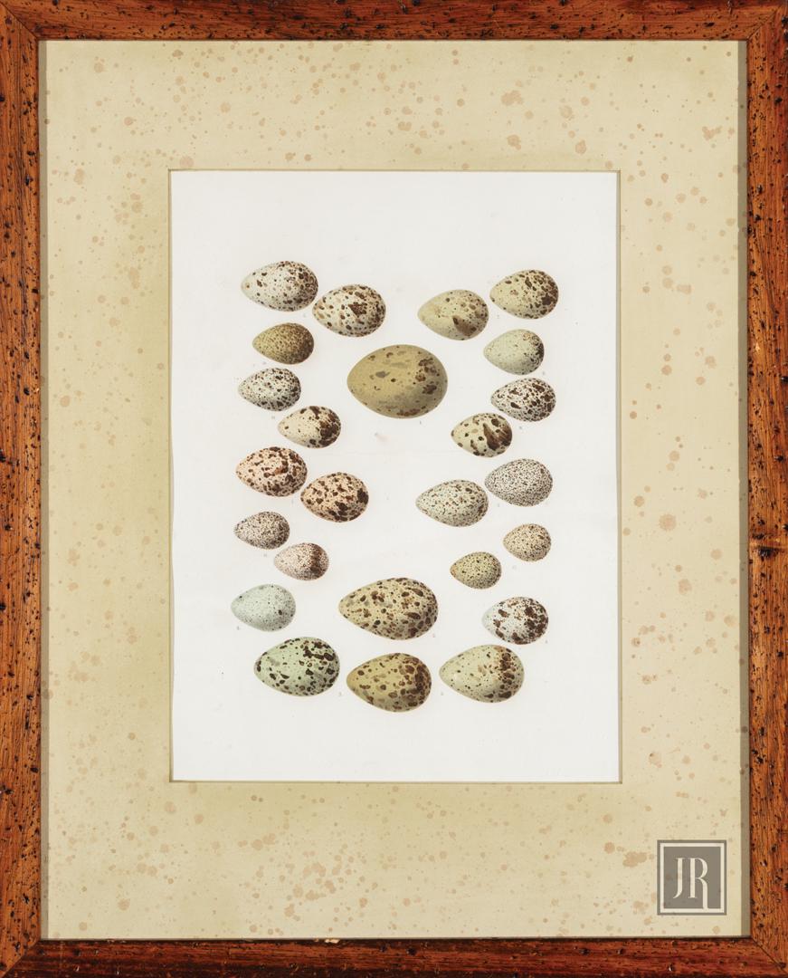 Antique Prints of Bird Eggs: Antique Prints of Bird Eggs , 2 lithographs, one with "Lucullus, New Orleans" label on backing paper, sights 13 1/4 in. x 9 3/4 in., framed alike. (2 pcs.) Provenance: Estate of Julia Evans Reed. Cond